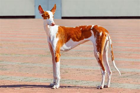 tall skinny dogs|long nose tall skinny dogs.